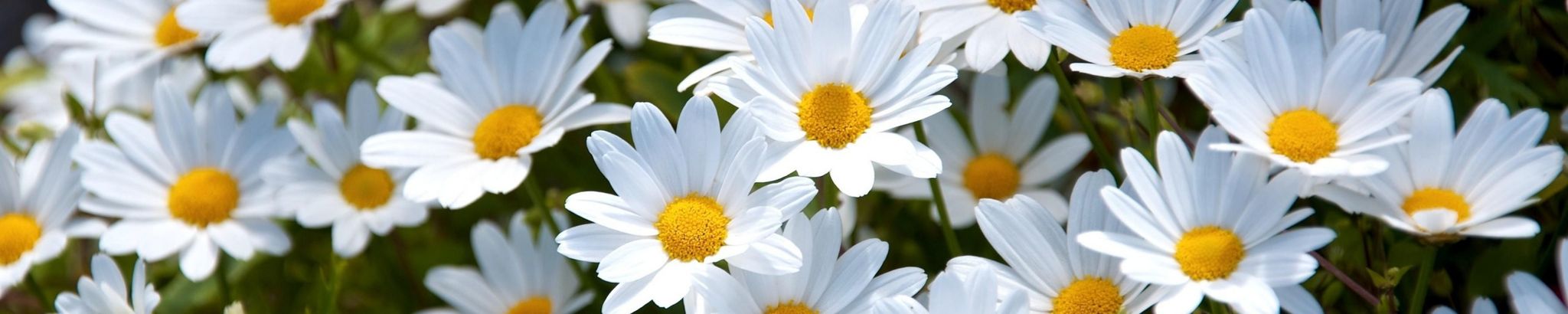 Cover for Susan McDonald's Obituary