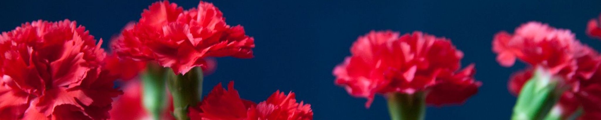 Cover photo for Katherine "Kathy" Bunn Boykin's Obituary
