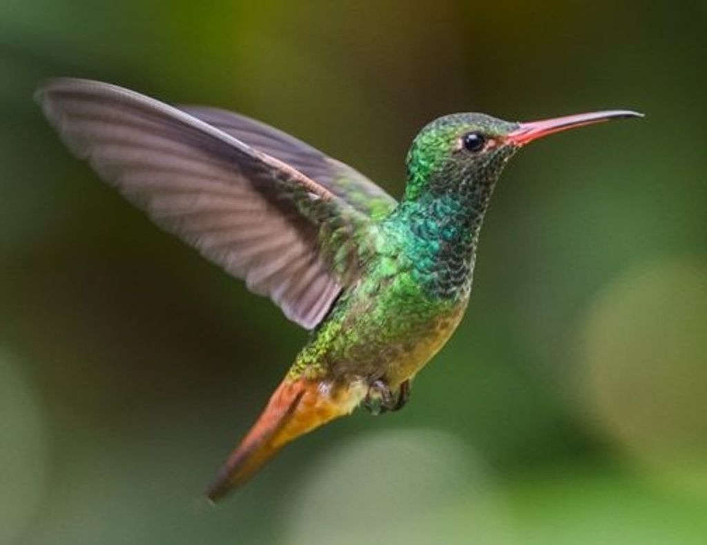 Julia Lee (Scott)  Gochenour Profile Photo