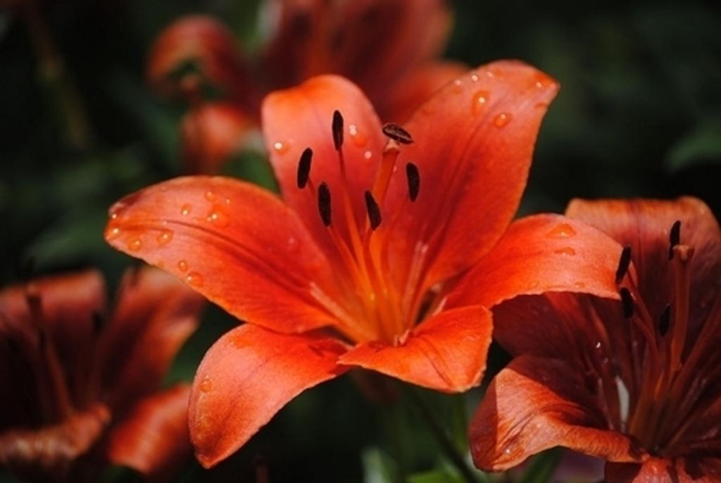 Mr James Franklin Reed Profile Photo