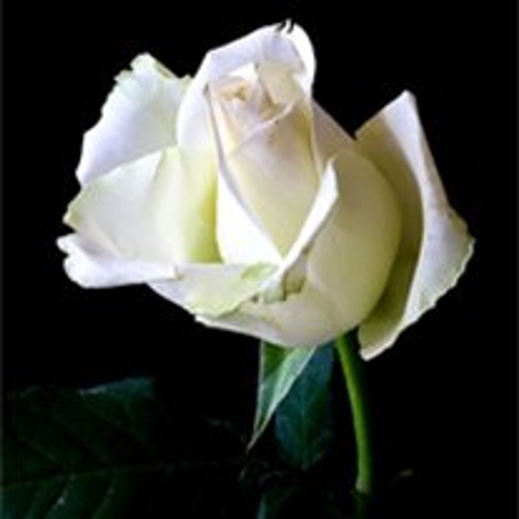 Marguerite H. Craven Profile Photo