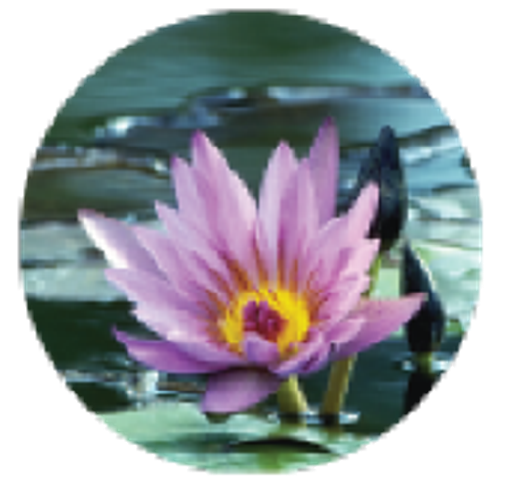 Dorothy Ann (Eli) Gray