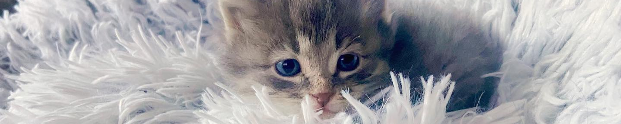 Cover for Henry "Cakey" L. H. Choate's Obituary