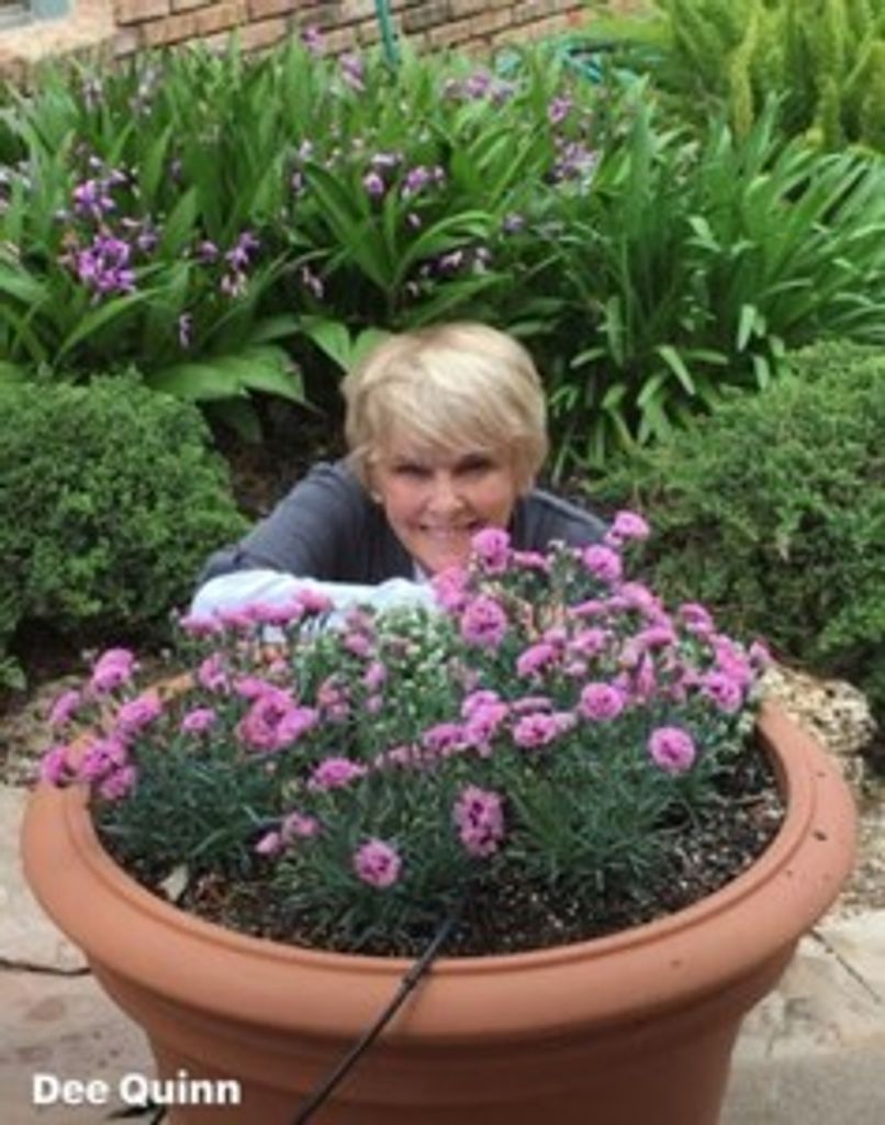 Quinn, Sheri 'Dee'