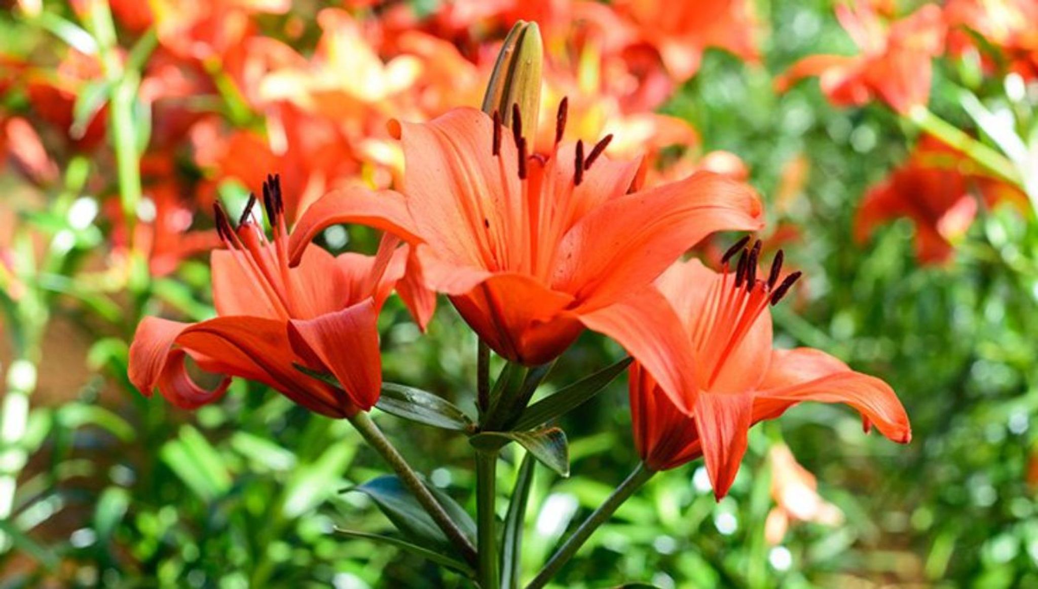 Cover photo for Jane  Janet  Sherrin's Obituary