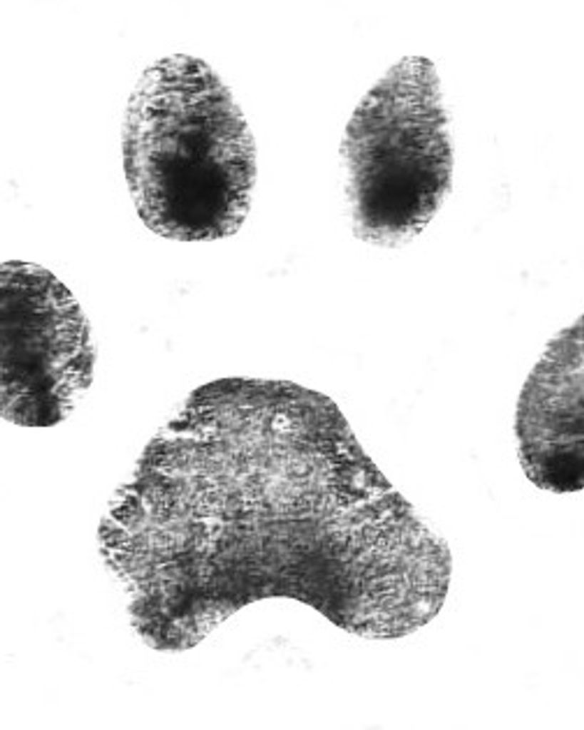 Hoss Street Profile Photo