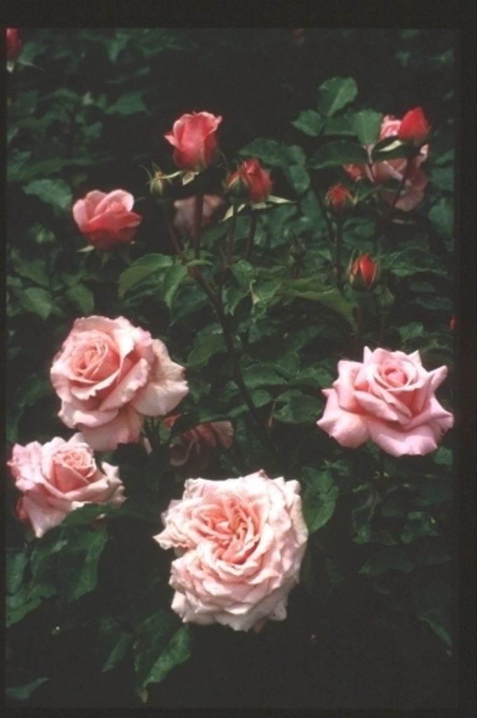 Maria Isabel Torres Profile Photo