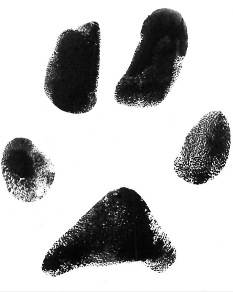 Toby Guy-Cook Profile Photo