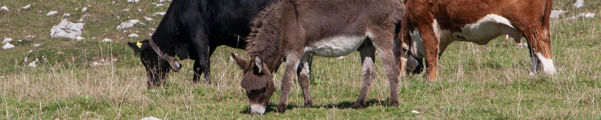 Cover for Mr. Ben K. Camp's Obituary