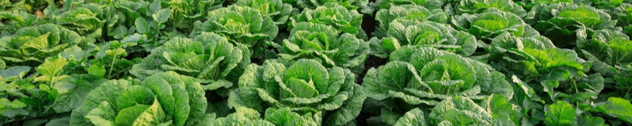 Cover for Maxine SIMONS's Obituary