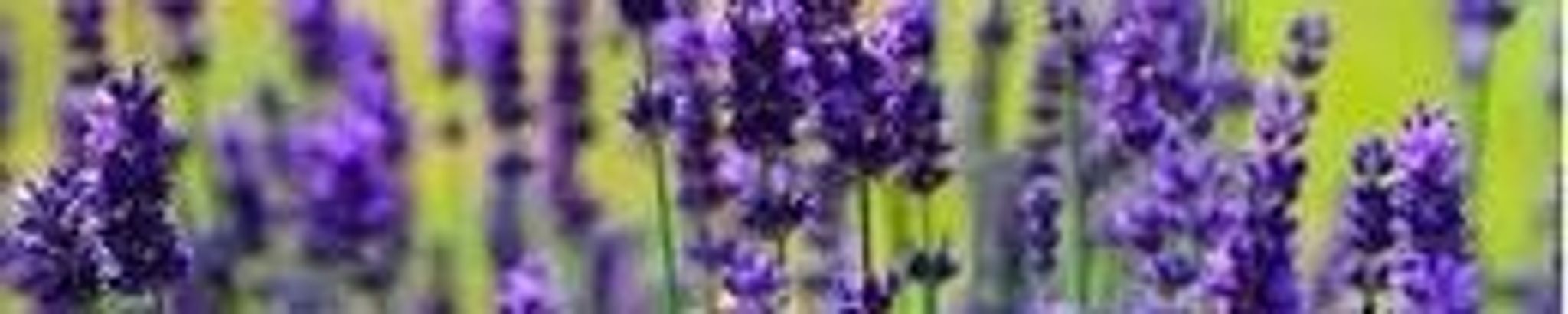 Cover for Camille Zysele Dreyfuss's Obituary