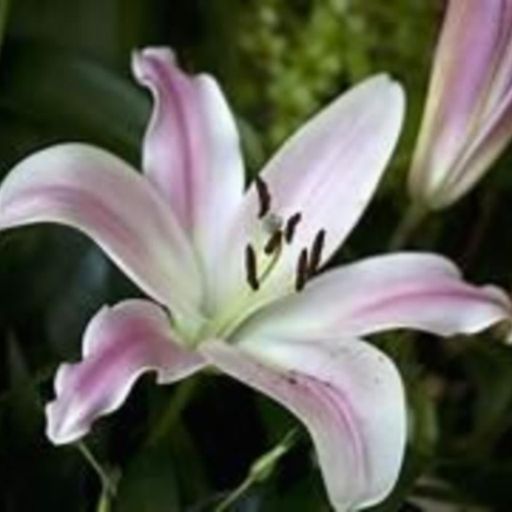 Patricia Josephine Mcgonagle Vigue Profile Photo