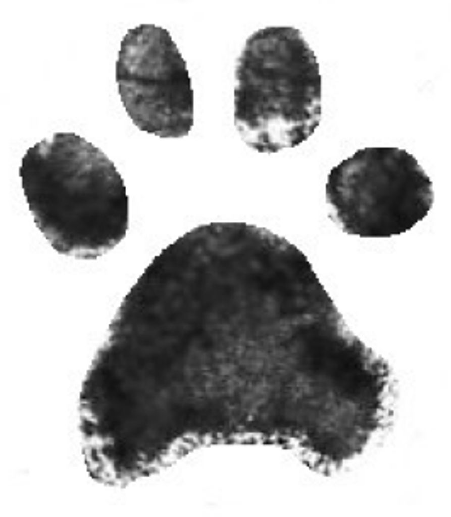 Speck Davis