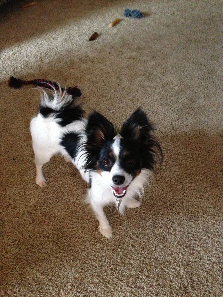 Gizmo Profile Photo
