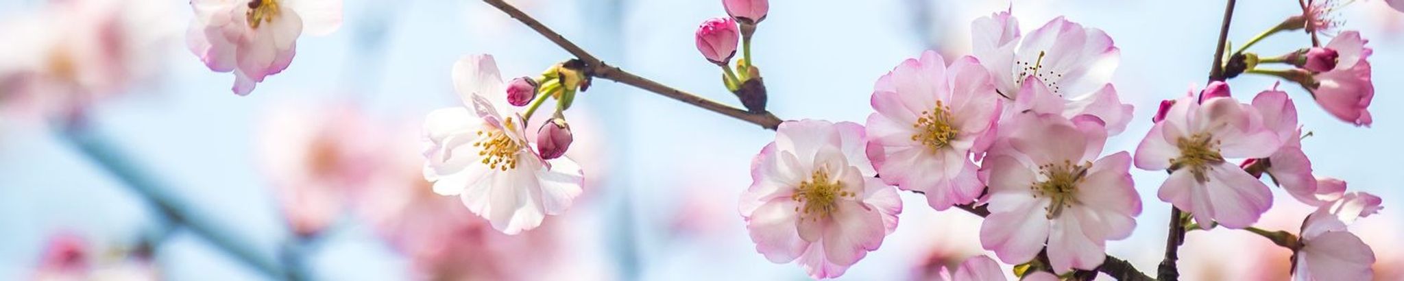 Cover photo for Hideko Kayama Massey's Obituary