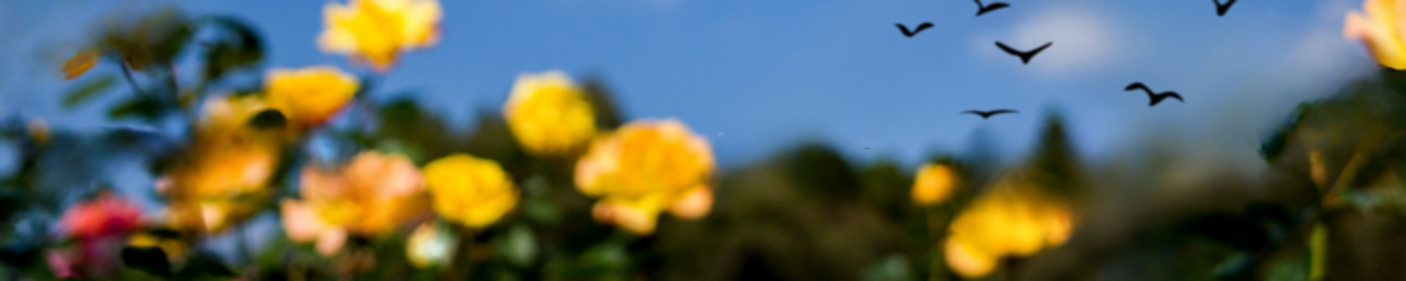 Cover photo for Gloria Castro's Obituary