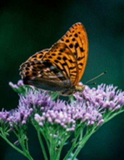 Nancy I. Tessendorf photo gallery thumbnail 1 of 2