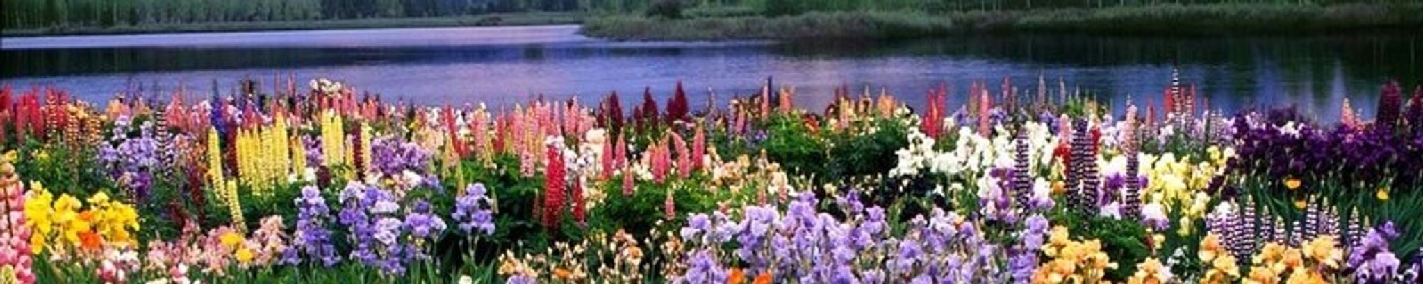 Cover photo for Angie Susan Gutierrez-Serrano's Obituary