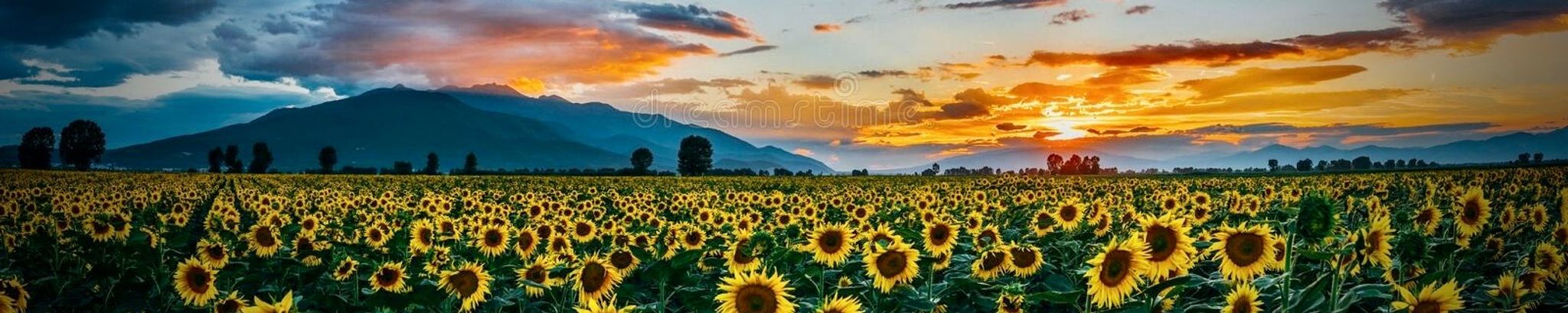 Cover for Lea Cristine Potter's Obituary