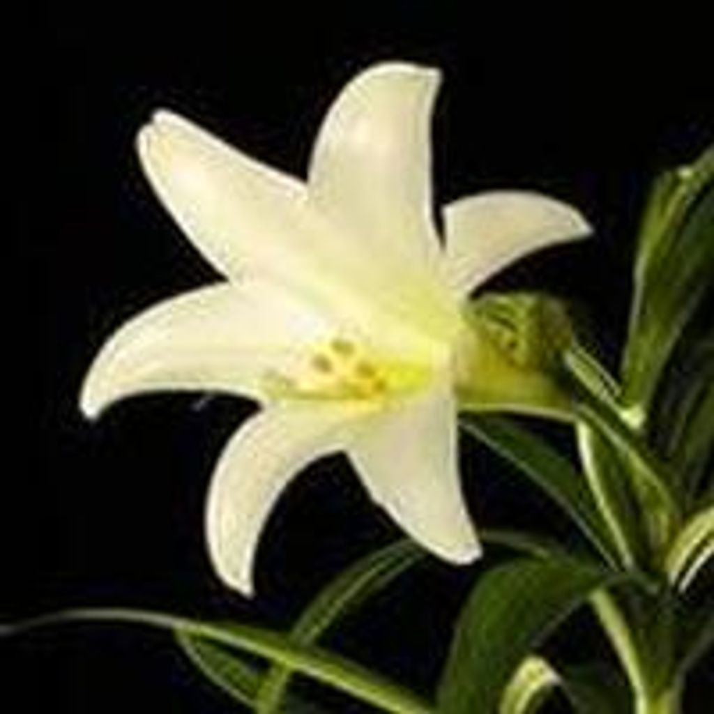 Beverly  Jean Thomas