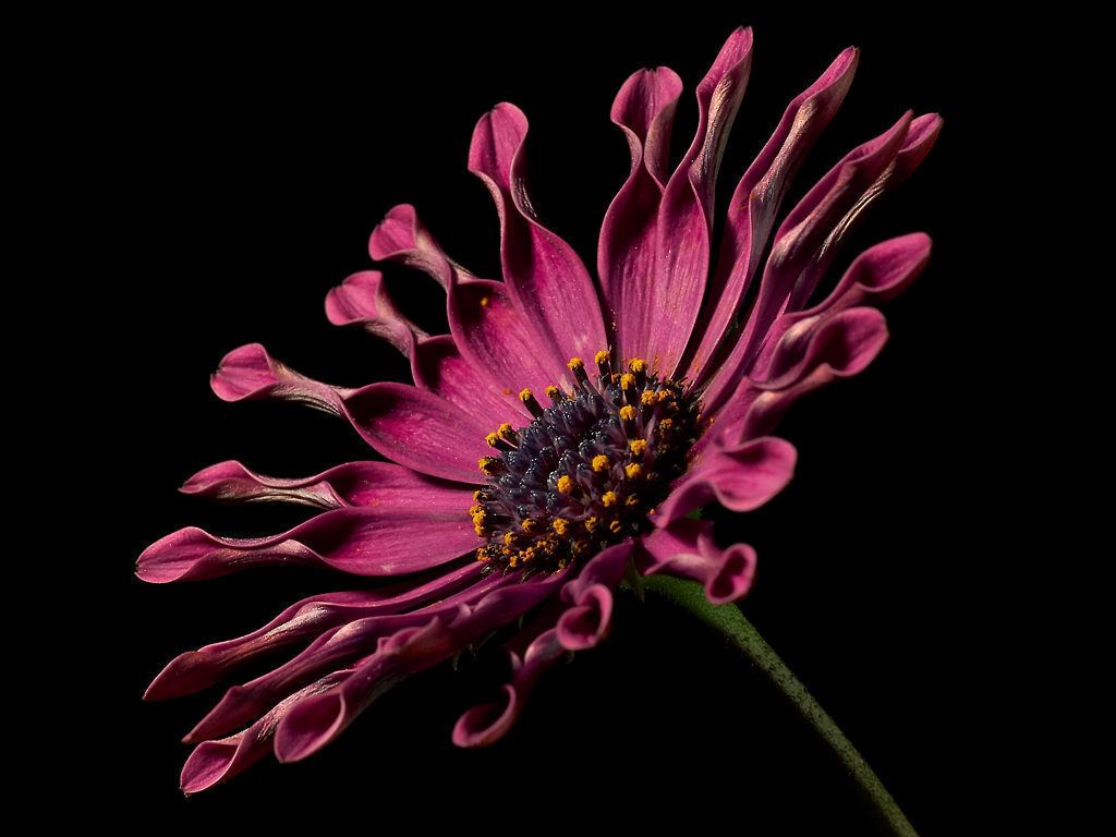 David Plair Profile Photo
