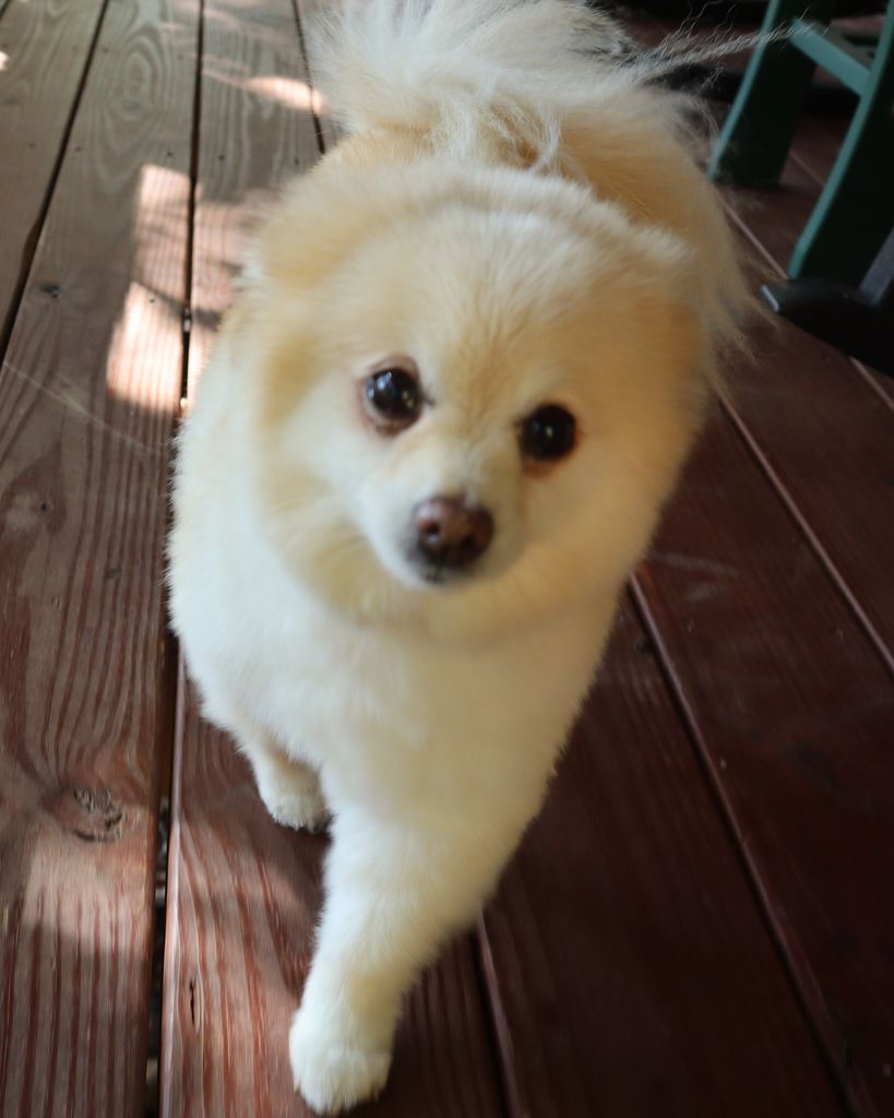 Chewie Buggle