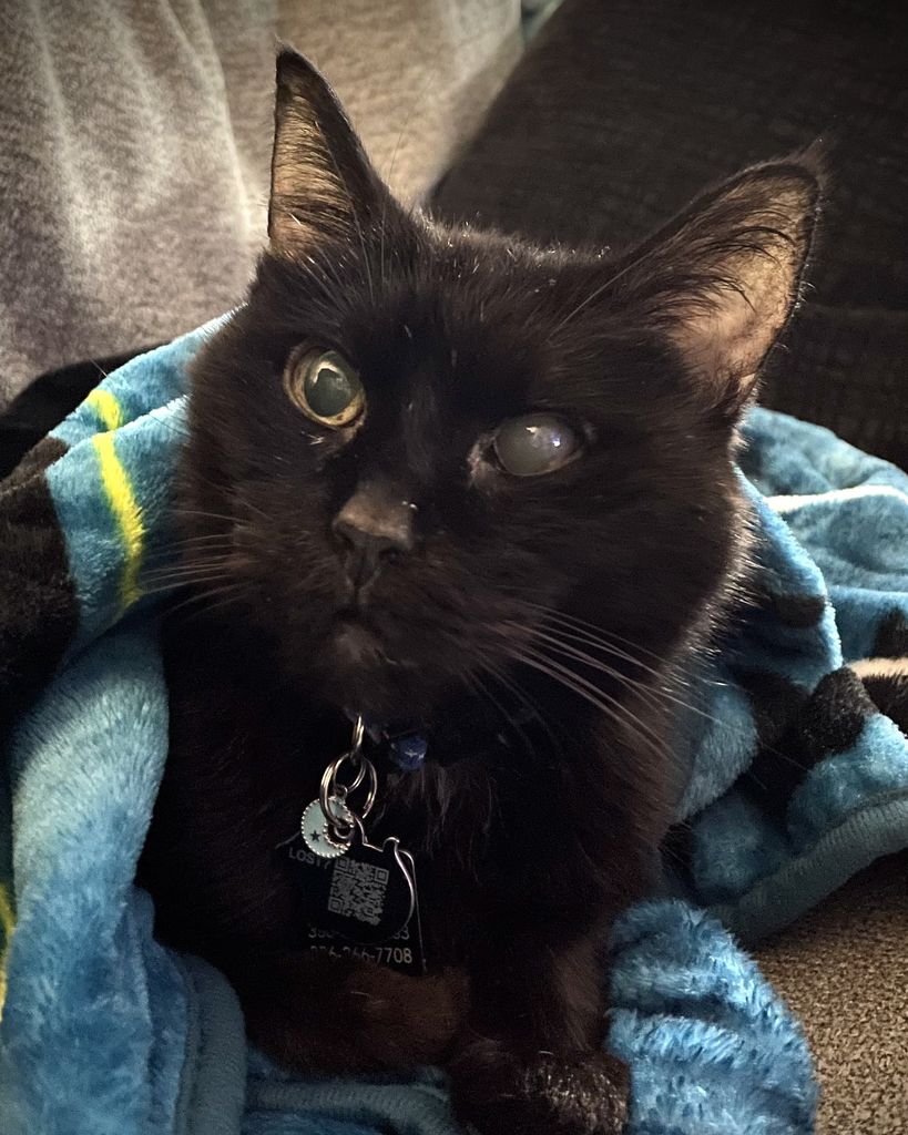 Toothless Webb