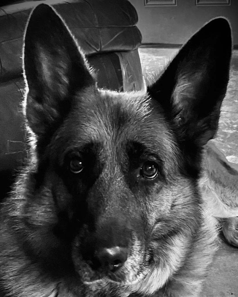 Belina vom Fichtenschlag