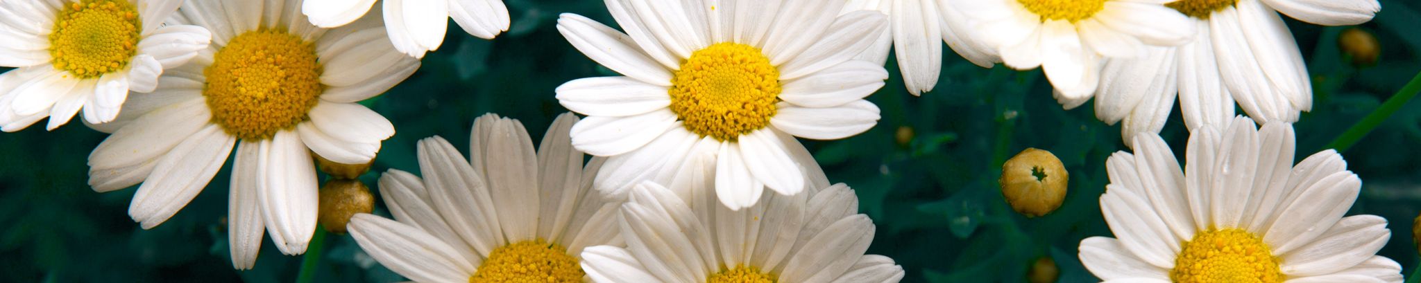Cover photo for Barbara Forster's Obituary