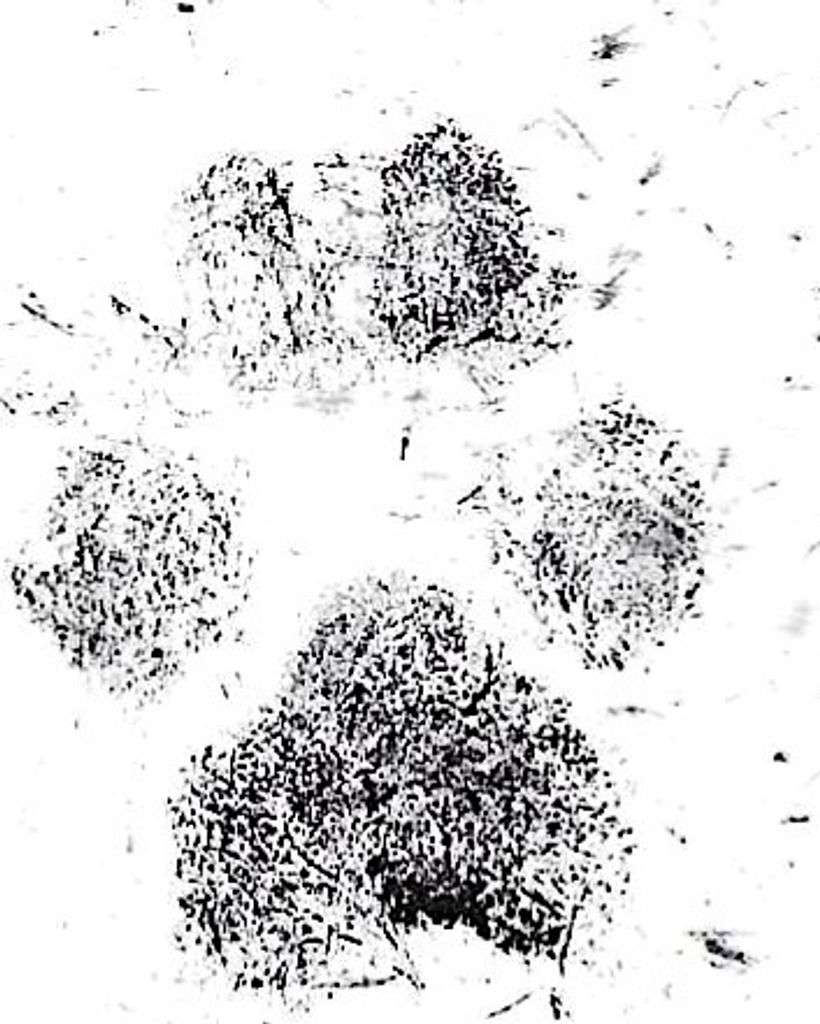 Porsha Shaw Profile Photo