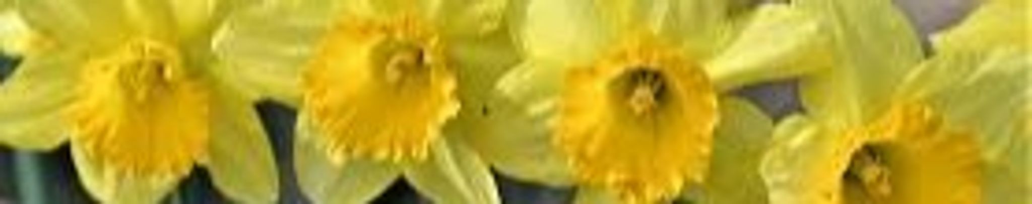 Cover photo for P. Valerie Vrieze's Obituary