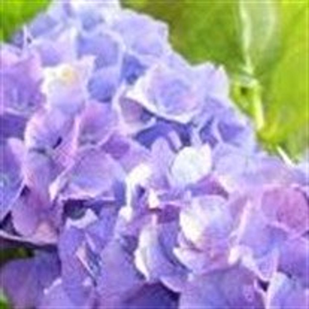 Elizabeth Shlesinger