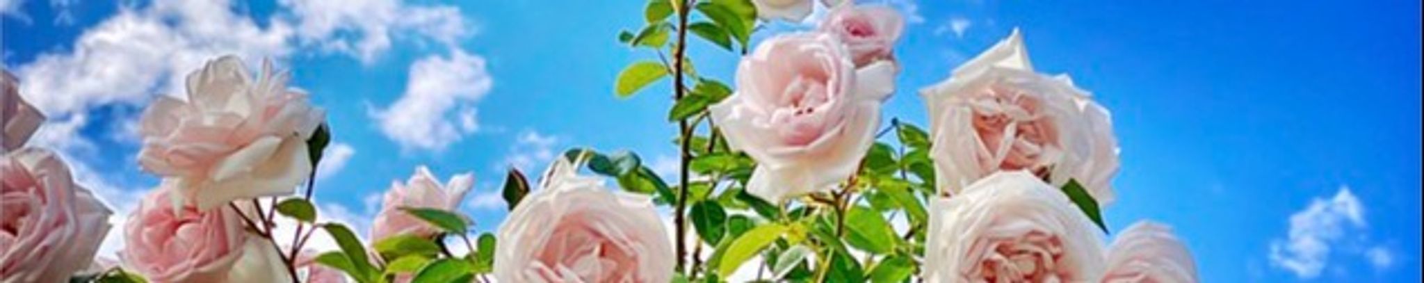 Cover photo for Lottie Mae Thomas's Obituary