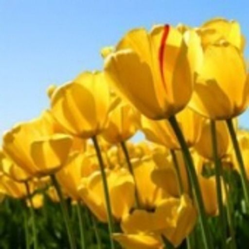 Bertha Sellens Profile Photo