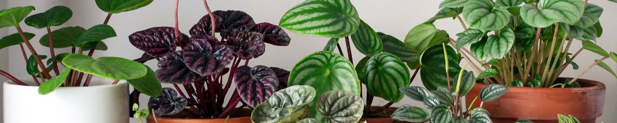 Cover for Joan Mabel Scanlan's Obituary