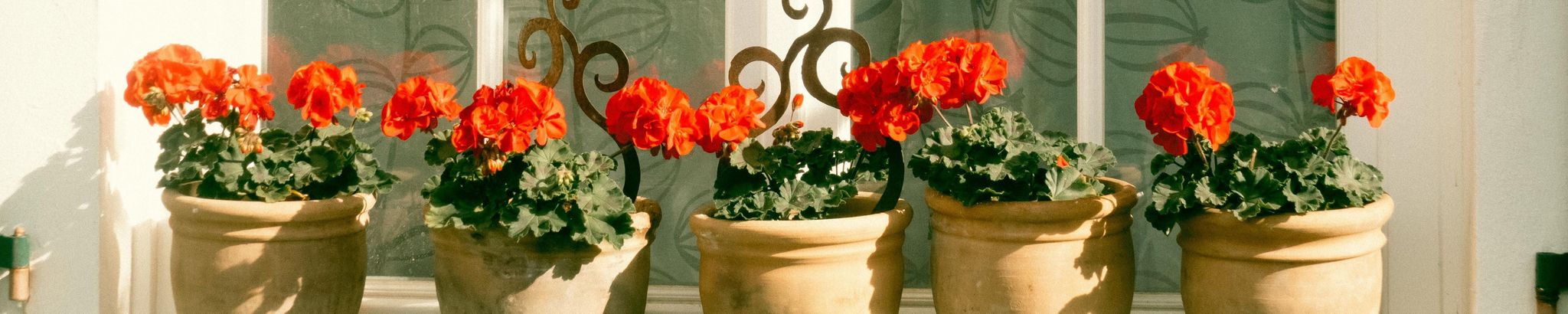 Cover photo for Carol M. Hanson Peterson's Obituary