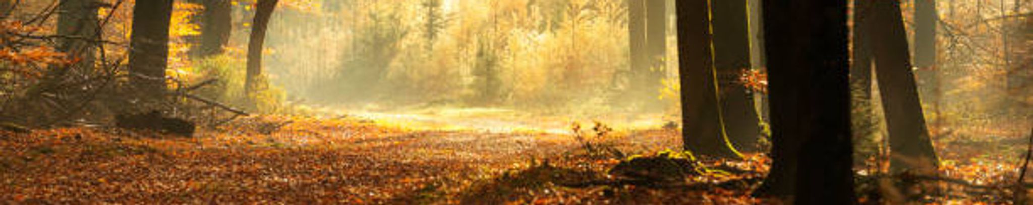 Cover photo for Roy Burris's Obituary