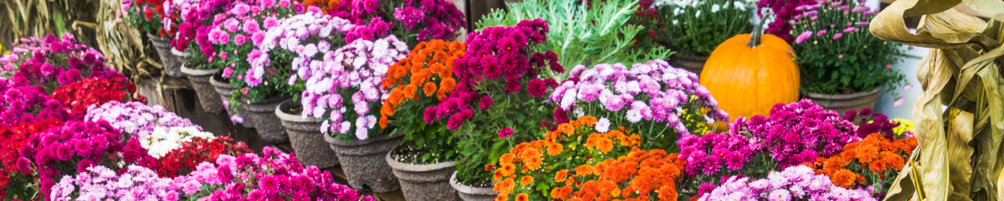 Cover photo for Kristy E. Schmitt's Obituary