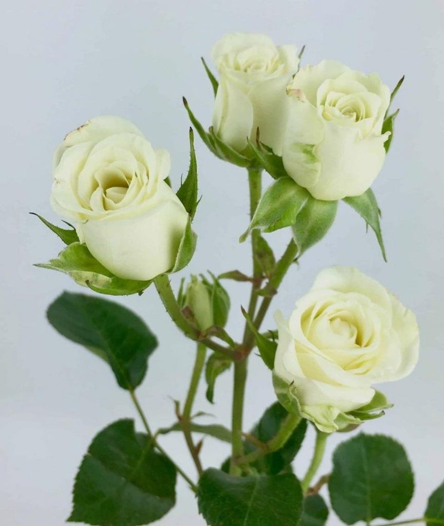 Ronda Elizabeth Green Aaron