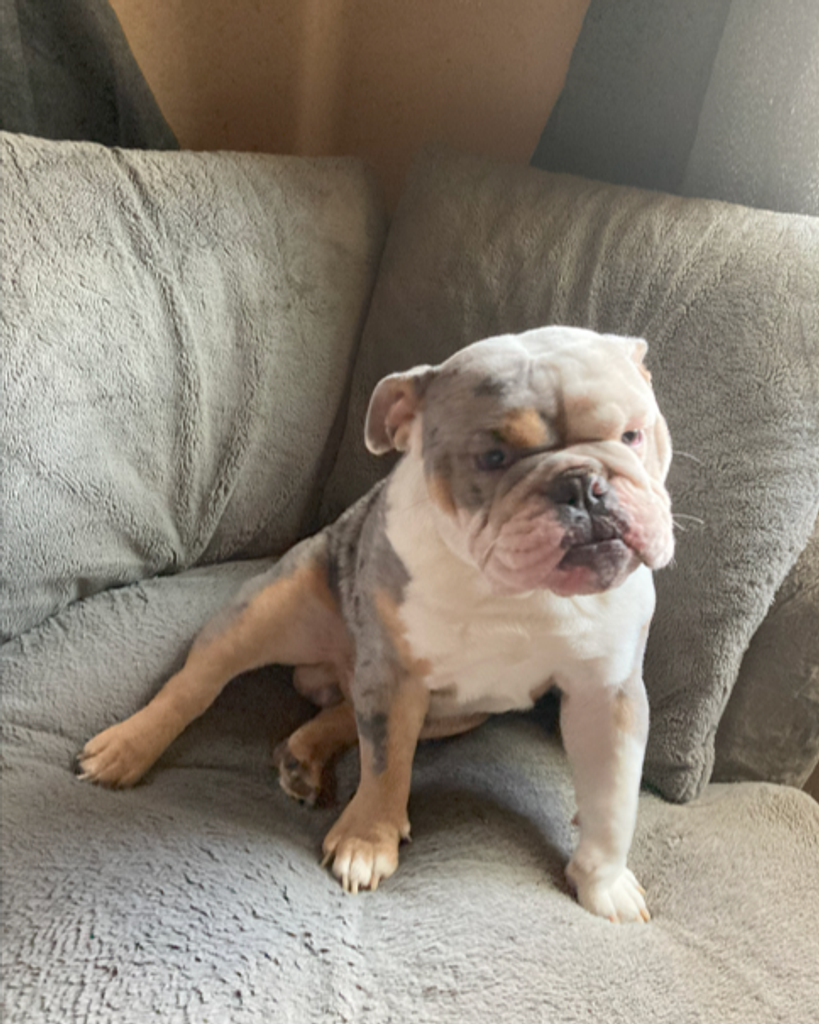 Marley "Itty-Bitty" Chevallier