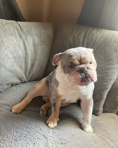 Marley "Itty-Bitty" Chevallier Profile Photo