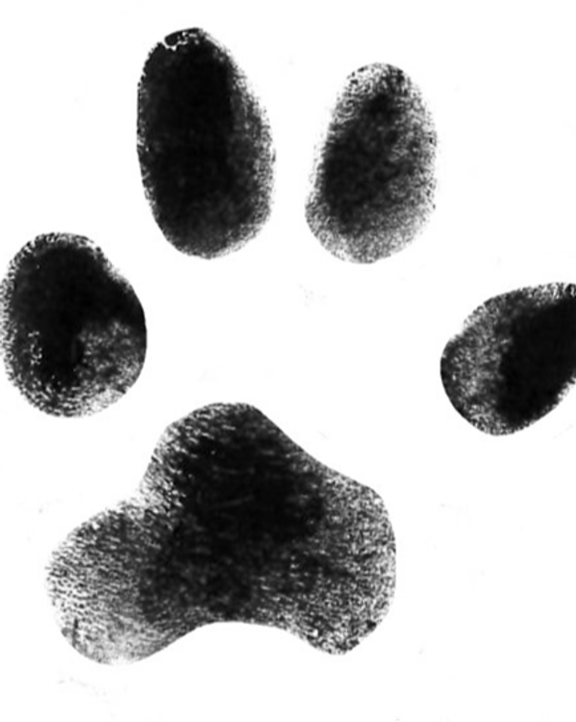 Piper Brown Profile Photo