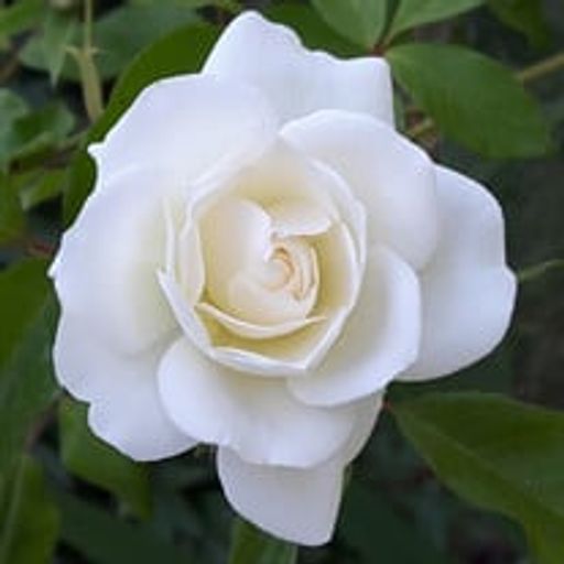 Gloria Peterson Profile Photo