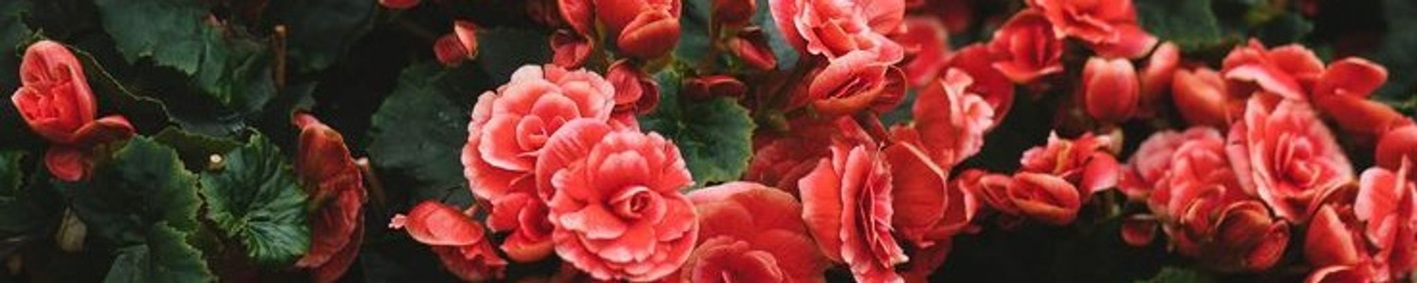Cover photo for Myrna Irene Dempsey Taylor's Obituary