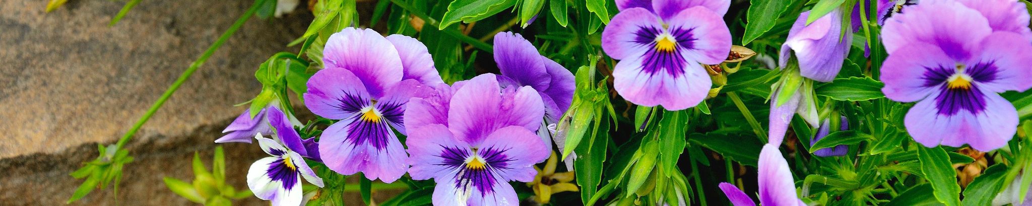 Cover photo for Pansy Fern Pebbles's Obituary