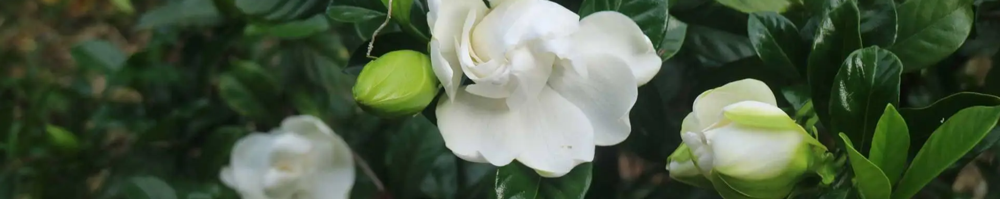 Cover photo for Carina-Leah Bertuccelli's Obituary
