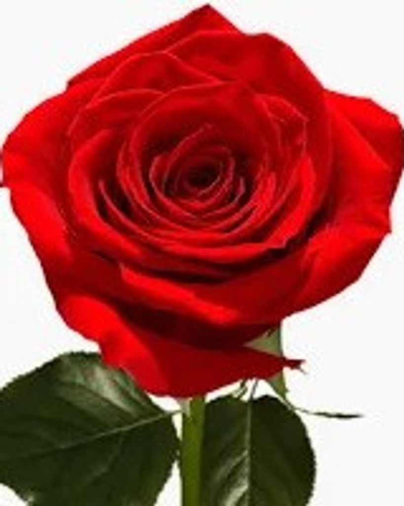 Elaine Joy Kendrick Profile Photo