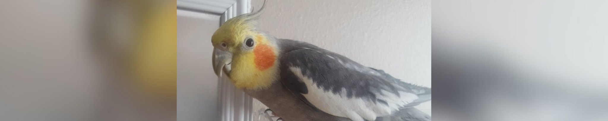 Cover for Kathleen Mary Arnold Goettz's Obituary