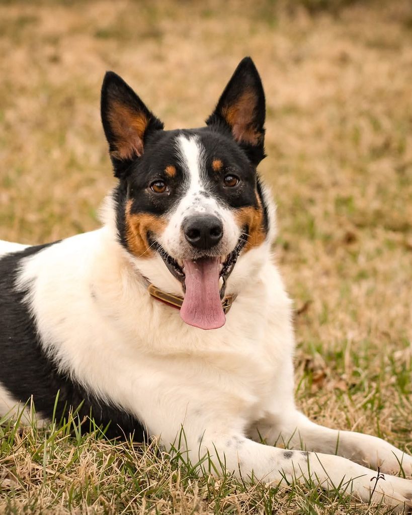 Buckles Huggins Profile Photo