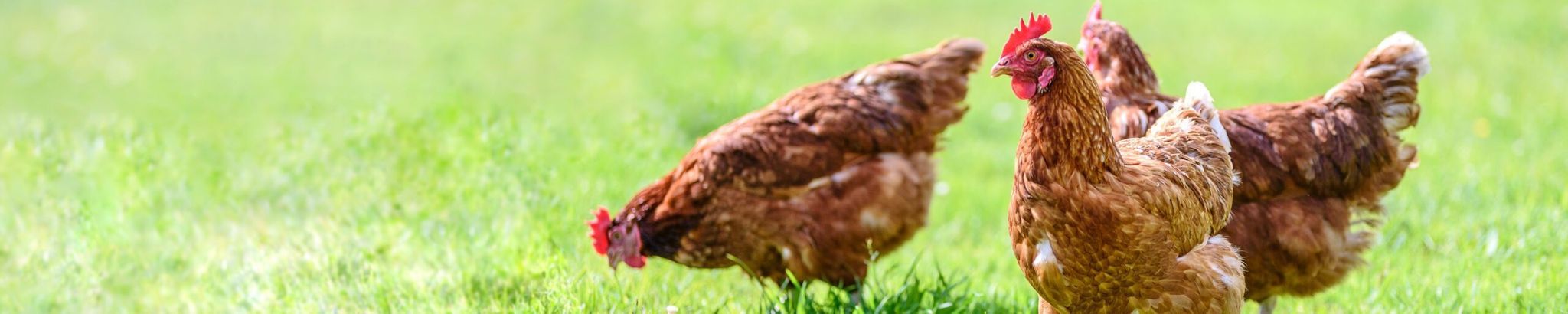 Cover for Jackqueline L. Wininger's Obituary